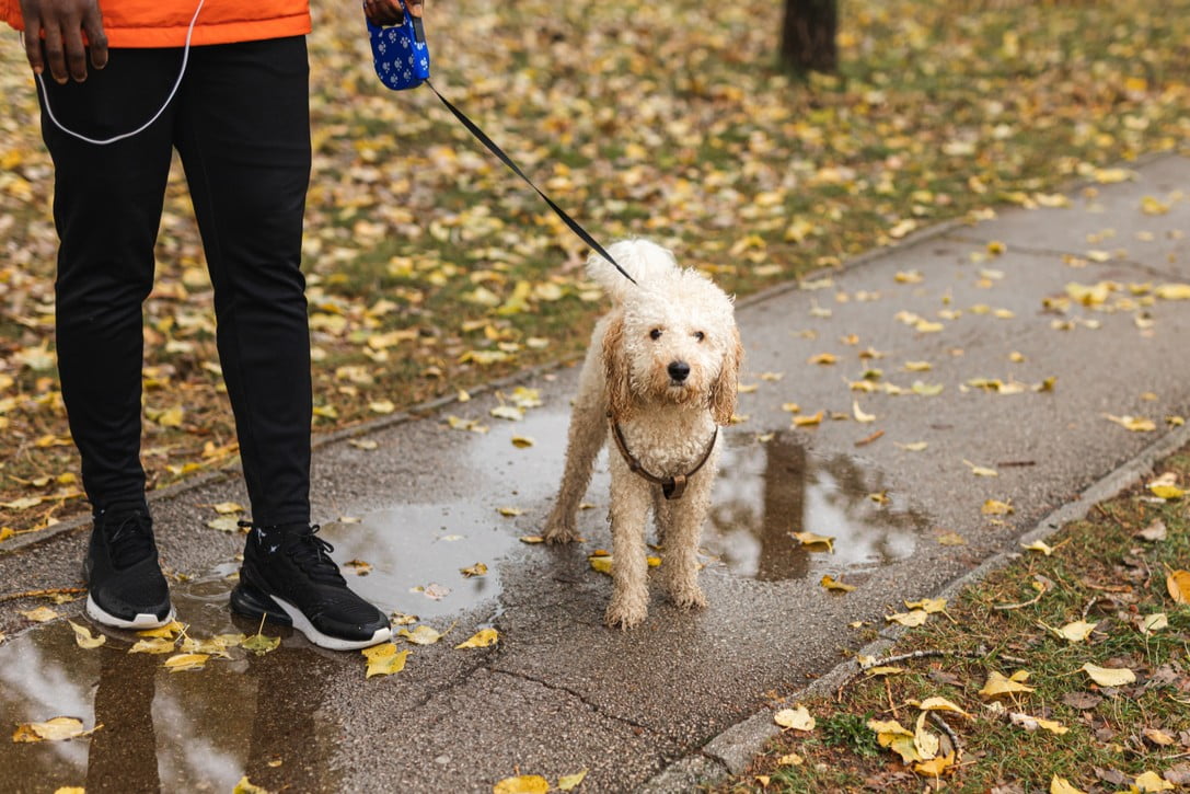 6 farer for hunden og katten din om 