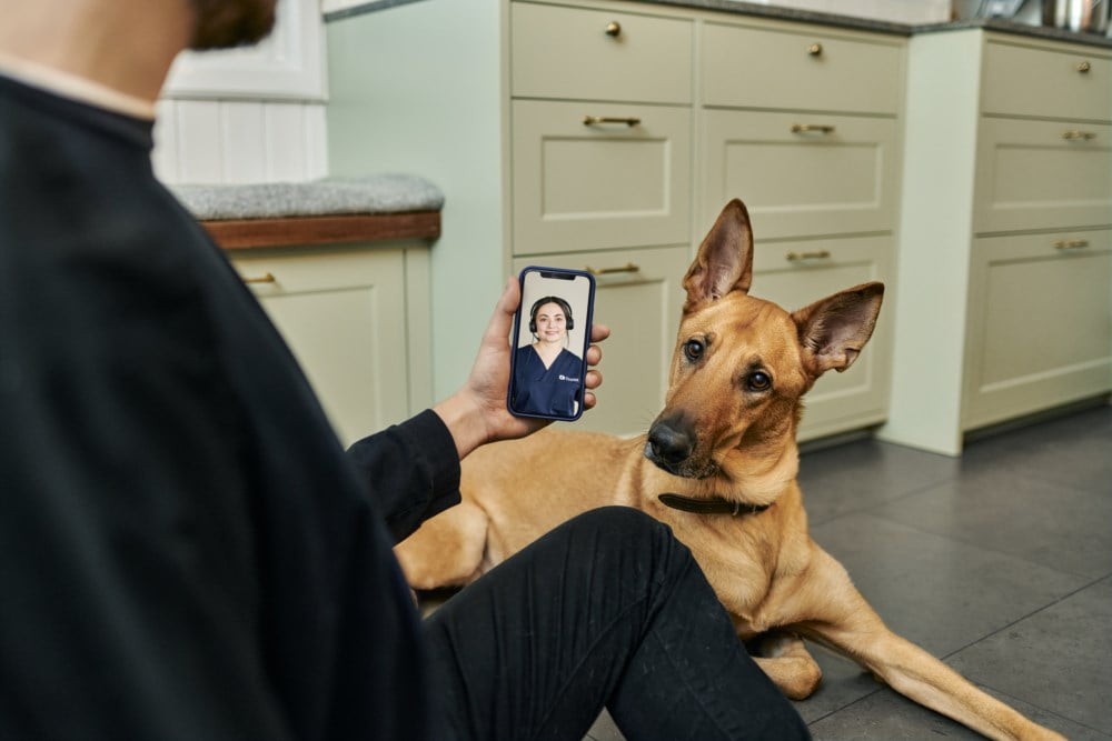 FirstVet inkludert i dyreforsikringen din