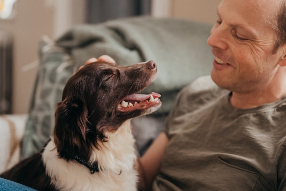 Husk å forsikre hunden din