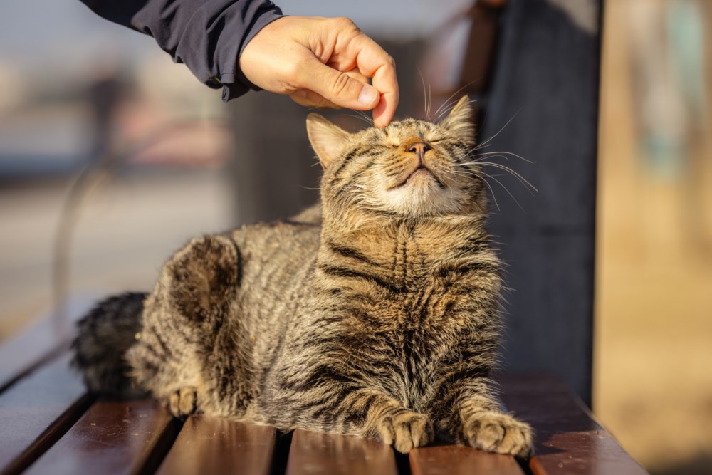 Husk å forsikre katten din