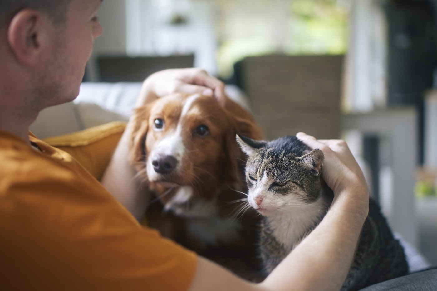 Flått og hoggorm: Slik beskytter du hunden og katten din