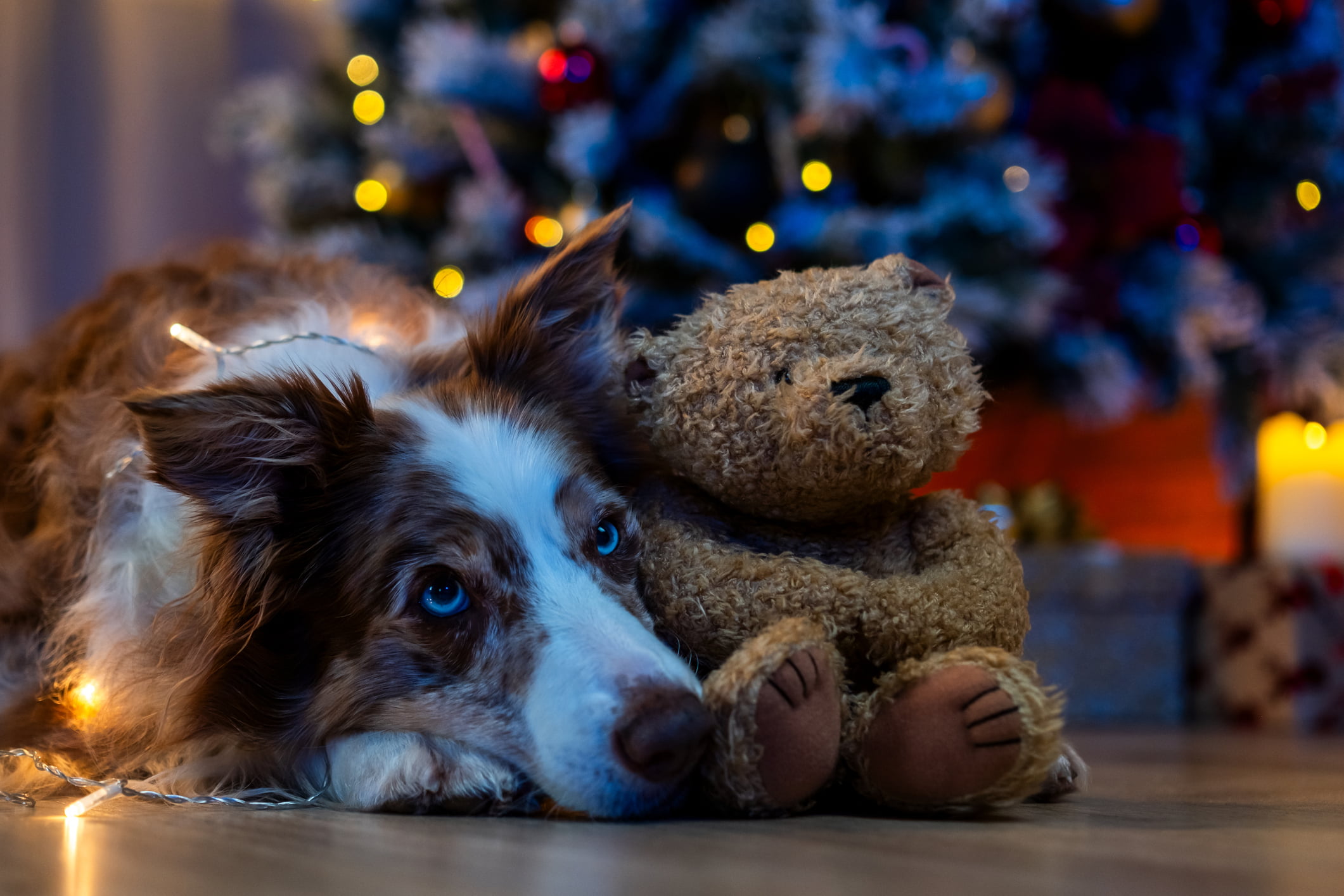 Pass på hunden din på nyttårsaften