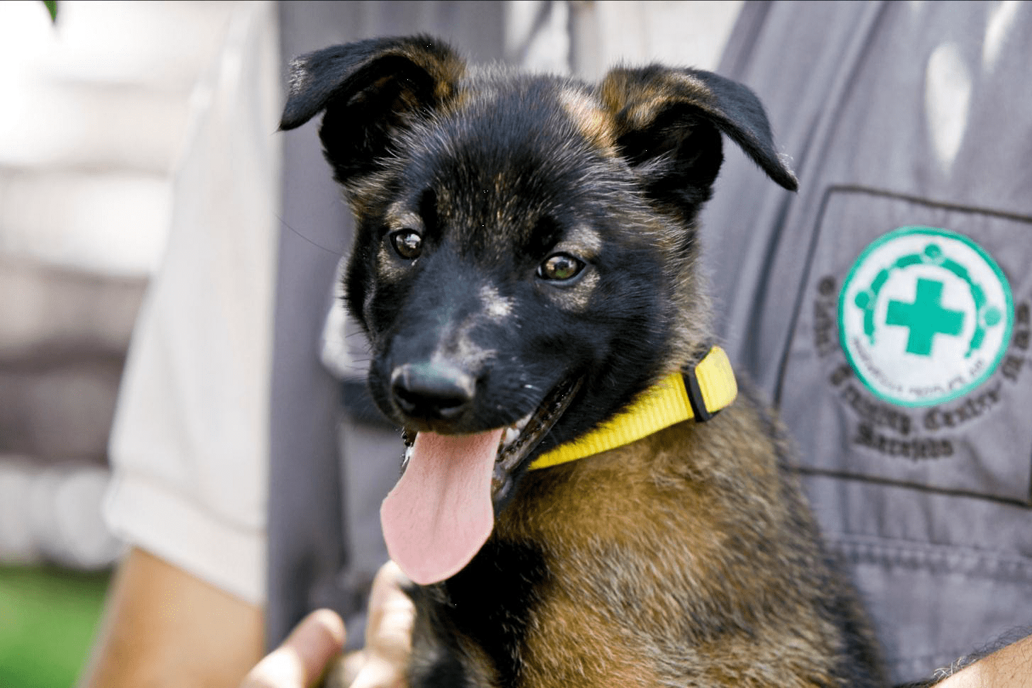 JBF støtter Norsk Folkehjelp sitt arbeid med minehunder.