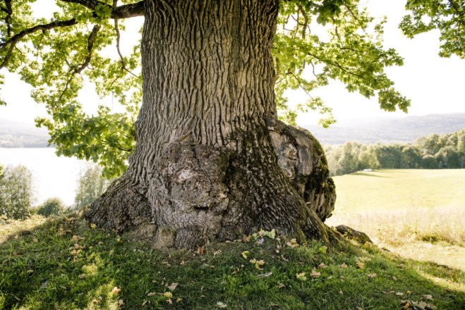 Eiketre stamme med grønt gress i forgrunn. foto